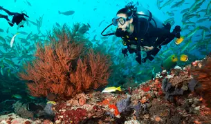 אישה צוללת בים
