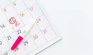 לוח שנה ובעליו יום הביוץ מסומן בעיגול אדום