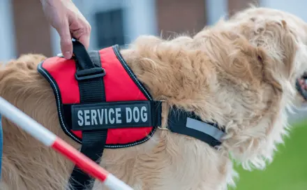 white service dog