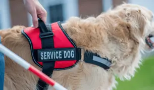 כלב נחיה לבן השייך לאיש לקוי ראיה